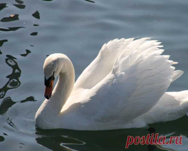 Duhovna Praksa Bogumila