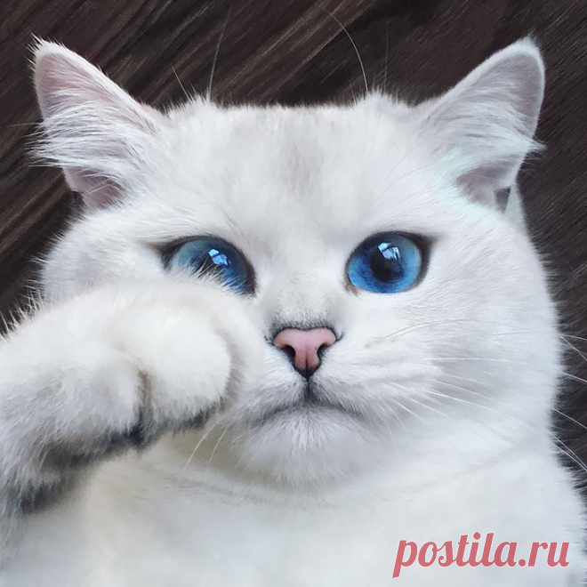 Пушистые красавчики: 30 самых чудных котиков со всего мира