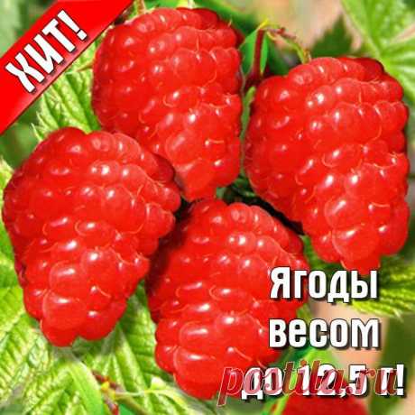 Саженцы Малина Гигант красная ремонтантная: купить почтой в Москве в интернет магазине Беккер (артикул 9245-3)