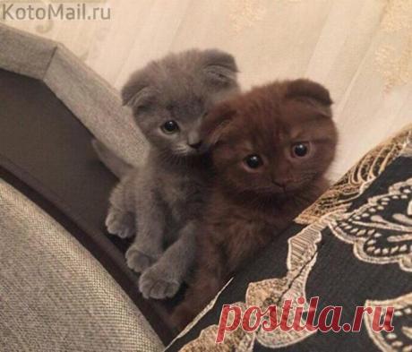 Двойное очарование