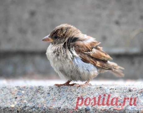 (75) Одноклассники