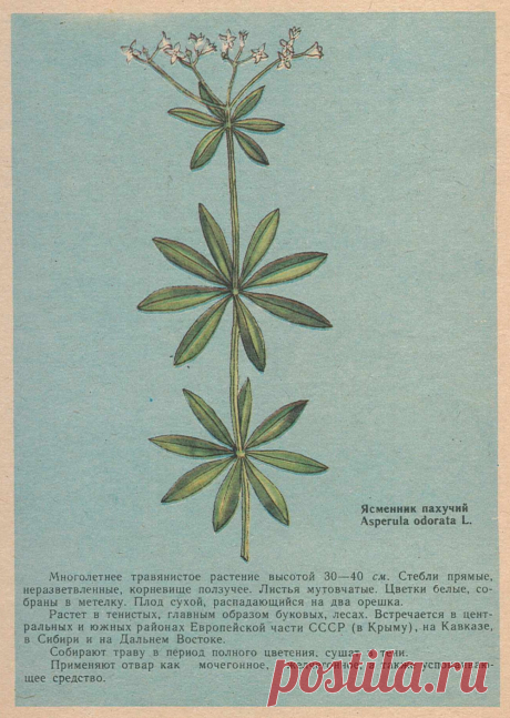 Ясменник пахучий