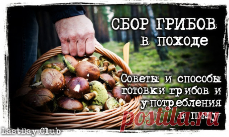 ПОЛЕВАЯ КУХНЯ: КАК В ПОХОДЕ ПРИГОТОВИТЬ ГРИБЫ И СДЕЛАТЬ ЗАПАС