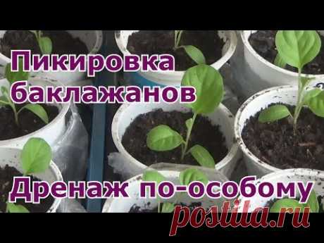 Пикировка баклажанов.  Спасаю рассаду из самокруток (улиток)