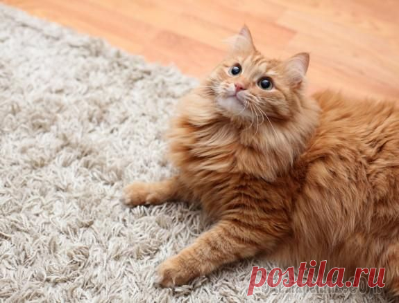 Как избавиться от запаха и пятен кошачьих «сюрпризов»