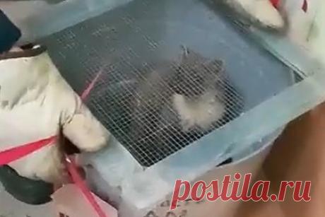 В Магнитогорске спасли пробравшуюся в детский сад куницу. Сотрудники поисково-спасательной службы спасли куницу, которая ночью случайно пробралась в детский сад в Магнитогорске. Работники учреждения обнаружили животное и вызвали спасателей, которые выгнали куницу из-под мебели, накрыли контейнером и отвезли за город. Отмечается, что она никак не пострадала.