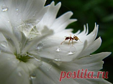 tiny organisms by spoukideria on DeviantArt