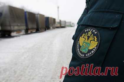 Иностранца задержали при въезде в Россию из-за странно сидевшей куртки. Турист из Монголии попытался провезти в Россию два десятка смартфонов под одеждой и попался. Иностранец с контрабандой прибыл на автомобиле в пункт пропуска Кяхта, где его задержали бурятские таможенники. Во время досмотра у нарушителя нашли 22 подержанных смартфона Apple и Samsung.