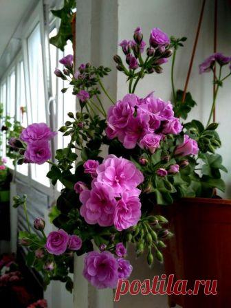 'Ako's Farmor' - Форум цветоводов Фрау Флора