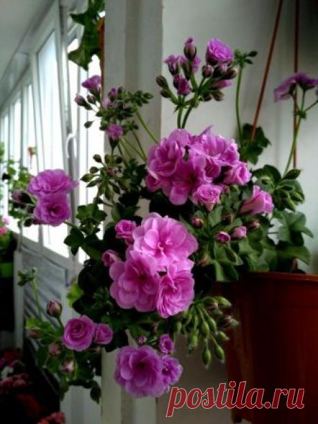 'Ako's Farmor' - Форум цветоводов Фрау Флора