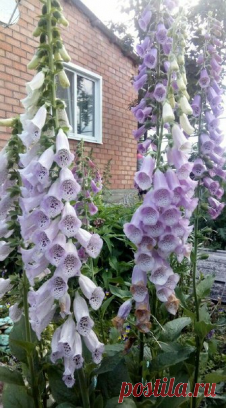 Наперстянка🌸