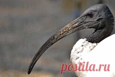 Священный ибис (лат. Threskiornis aethiopicus)
© Veszprémi Állatkert
#Дикая_Россия@wildarea