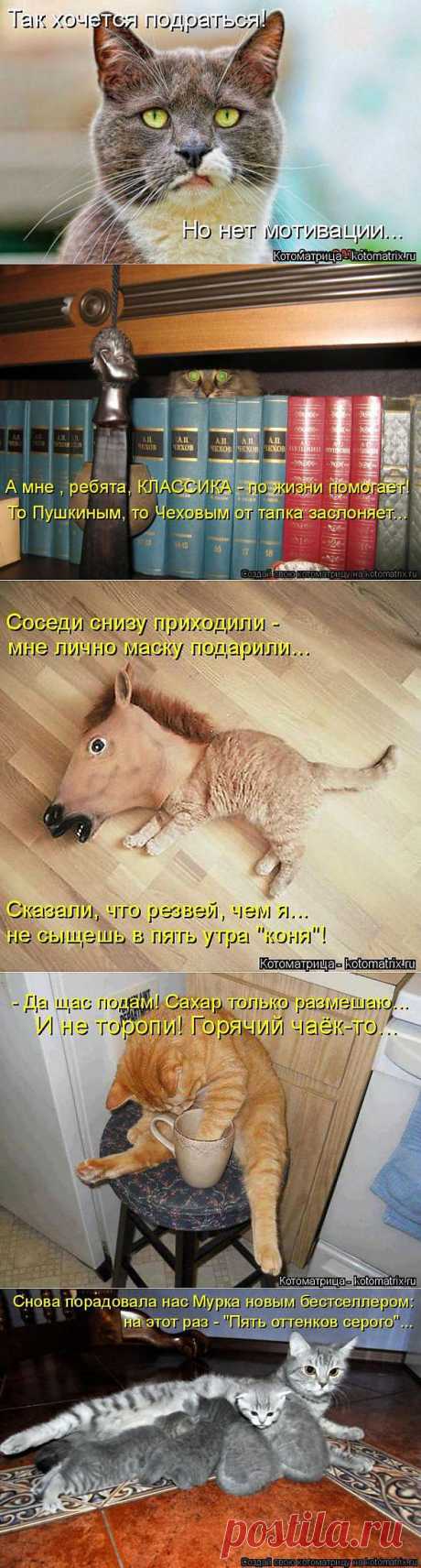 Котоматрицы | Позитив в картинках и не только