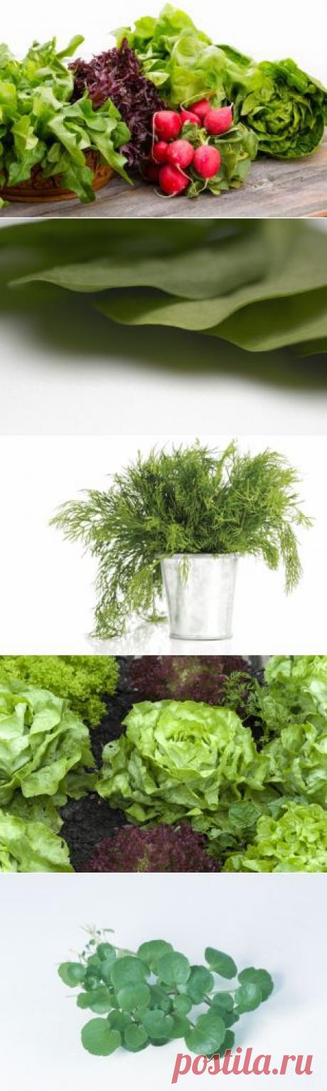 Молодо-зелено. Готовим косметику из салата, щавеля и петрушки | Секреты красоты | Здоровье | Аргументы и Факты