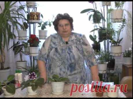 Глоксиния.