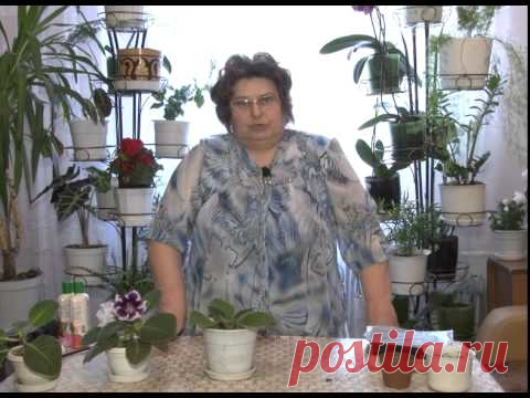 Глоксиния.