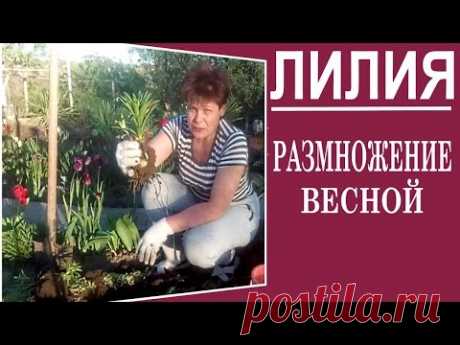 Посадка лилий весной. Пересадка лилий весной.