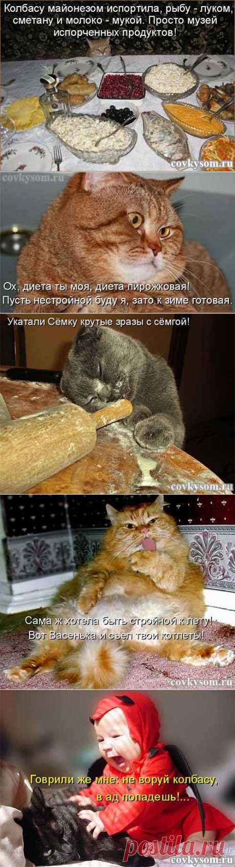 Кулинарный юмор. Пирожковая диета - котоматрицы про еду 37 | Со вкусом