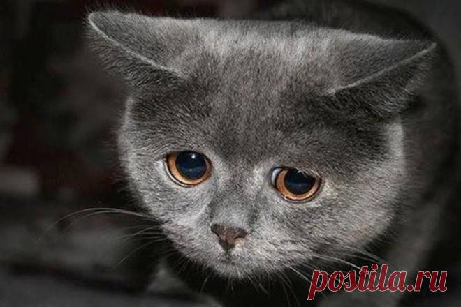 Печалька | Дай лапку