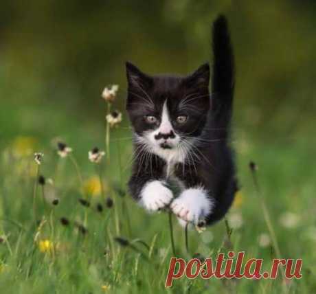 35 кошек с совершенно крутыми отметинами