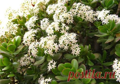 Целебные свойства 