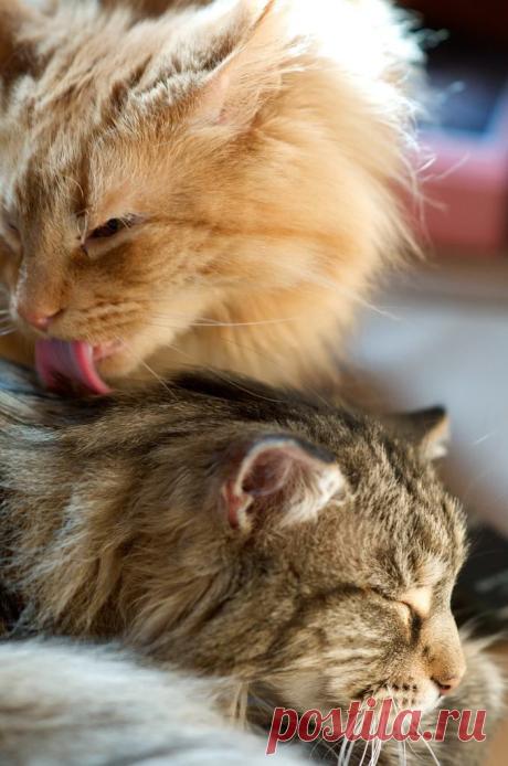 Amor.