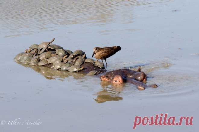 Sun bathing on Hippo Terrapins and Hamerkop enjoying morning sun on back of Hippo at Kruger National Park