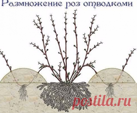 Розы отводками
Сохрани себе на стену, пригодится следующей весной
• Один из способов размножения роз – получение их окольцованными горизонтальными отводками. В апреле – начале мая у куста пригибают один или несколько побегов и закрепляют деревянными или металлическими крючками.

У основания окольцовывают их (снимают кору) на ширину 3-5 см. Это место обвязывают полиэтиленовой пленкой в 5-6 слоев, смазав ее с одной стороны тонким слоем садового вара. Во второй половине июня ...