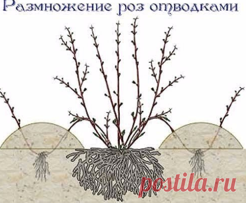 Розы отводками
Сохрани себе на стену, пригодится следующей весной
• Один из способов размножения роз – получение их окольцованными горизонтальными отводками. В апреле – начале мая у куста пригибают один или несколько побегов и закрепляют деревянными или металлическими крючками.

У основания окольцовывают их (снимают кору) на ширину 3-5 см. Это место обвязывают полиэтиленовой пленкой в 5-6 слоев, смазав ее с одной стороны тонким слоем садового вара. Во второй половине июня ...