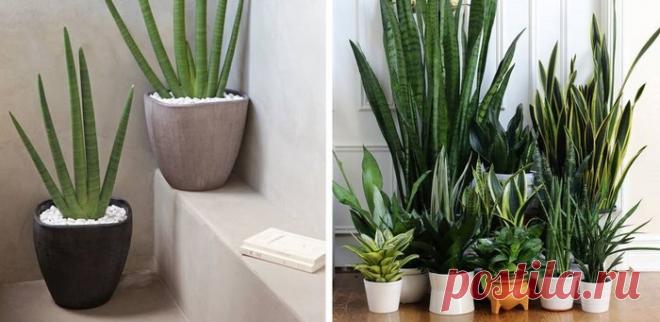 Растения для спальни. Самые оптимальные варианты