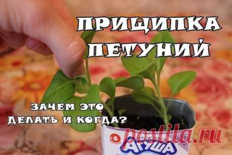 КАК ПРИЩИПЫВАТЬ ПЕТУНИЮ, ЧТОБЫ ОНА ШИКАРНО ЦВЕЛА!!!
-------------------------------------------------------------------------------------------
Чтобы не потерять совет , жмите  поделиться.
-------------------------------------------------------------------------------------------
Чтобы петуния радовала вас пышным цветом, за ней нужно правильно ухаживать. Не забудьте своевременно прищипывать и удалять ее верхние отросшие побеги. Если растение не корректировать, то оно не будет куститься, уйдет по
