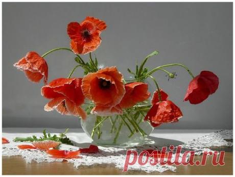 Обои на рабочий стол &quot;Цветочные&quot; - разные - Обои на рабочий стол+ - Каталог разделов сайта - FantasyWorld