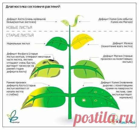 (2) Одноклассники