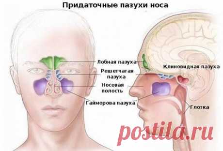 Гайморит: причины, симптомы и лечение в статье ЛОРа Зайцев В. М.