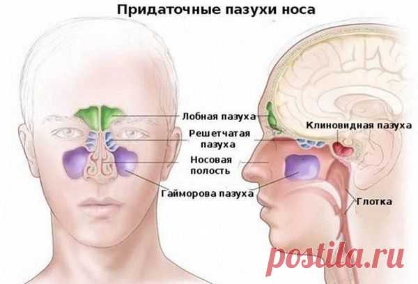 Гайморит: причины, симптомы и лечение в статье ЛОРа Зайцев В. М.