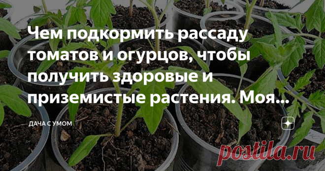 Чем подкормить рассаду томатов и огурцов, чтобы получить здоровые и приземистые растения. Моя уловка Моя подкормка поможет укрепить рассаду и улучшить её приживаемость. Приготовить раствор для подкормки очень просто: я беру обыкновенную литровую банку...