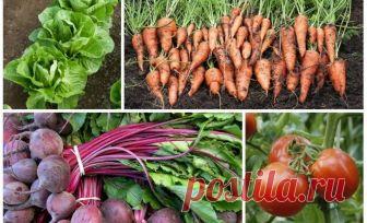 7 пар растений, которые нельзя выращивать рядом 
 
 
 




Удивляетесь, что доскональное соблюдение сроков посева семян высадки рассады, подкормок, температурного режима и норм полива не дают достойного результата в виде небывалых урожаев?

Ни для …