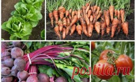 7 пар растений, которые нельзя выращивать рядом 
 
 
 




Удивляетесь, что доскональное соблюдение сроков посева семян высадки рассады, подкормок, температурного режима и норм полива не дают достойного результата в виде небывалых урожаев?

Ни для …