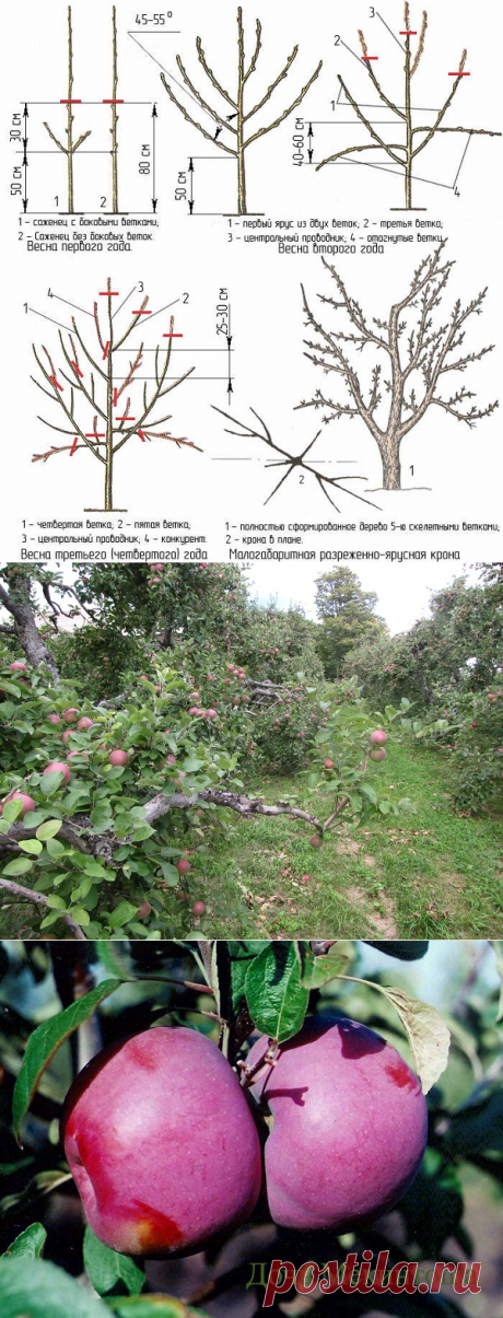 Яблоня Макинтош: описание, фото, отзывы﻿