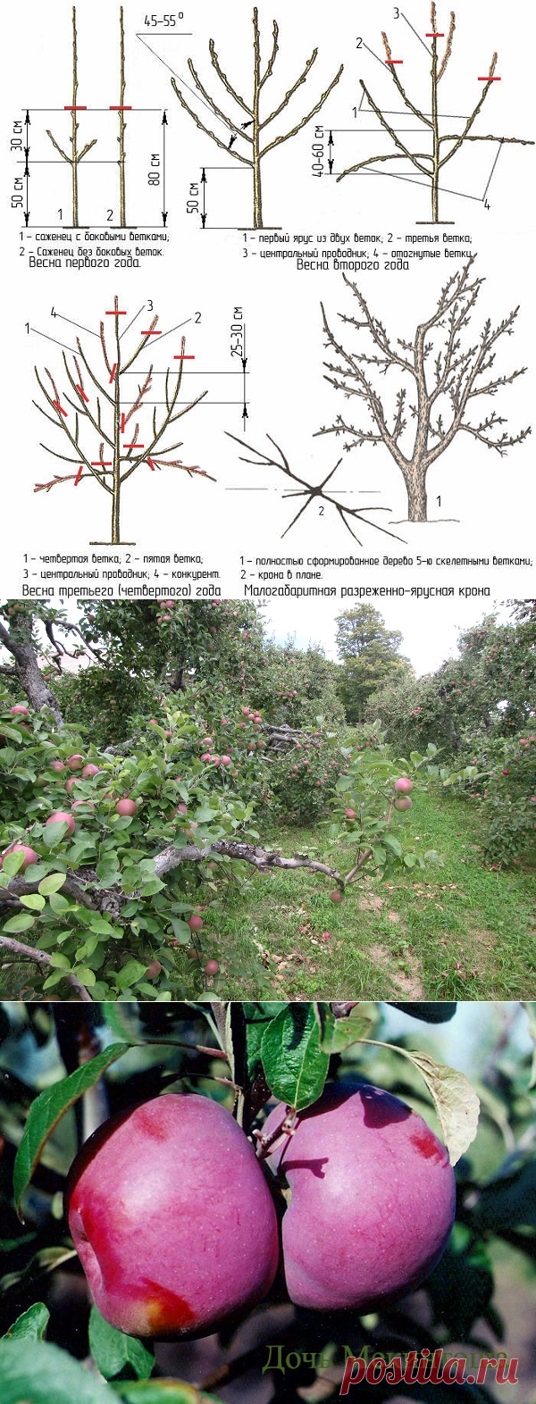 Яблоня Макинтош: описание, фото, отзывы﻿
