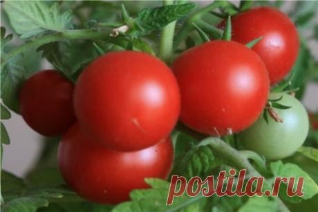 Блог сайта «Дачный участок»