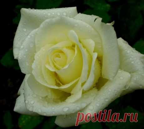 Как укрывать розы на зиму?