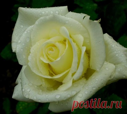 Как укрывать розы на зиму?