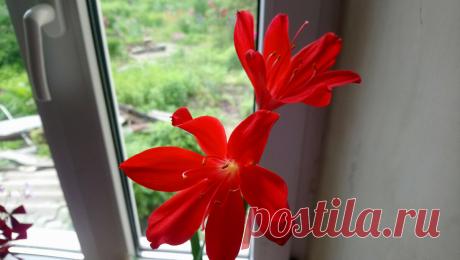 Аленький цветочек на подоконнике-Валлота, особенности ухода! | Вырастим и приготовим | Яндекс Дзен
