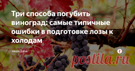 Три способа погубить виноград: самые типичные ошибки в подготовке лозы к холодам Многие дачники, особенно начинающие, считают, что уход за виноградом сводится к обрезке куста, подкормке и укрытию на зиму. Так-то оно так, да только большинство начинающих виноградарей не принимают во внимание некоторые детали, которые, тем не менее, невероятно важны. В сегодняшней статье рассмотрим три самые распространенные ошибки при укрытии виноградных кустов на зиму