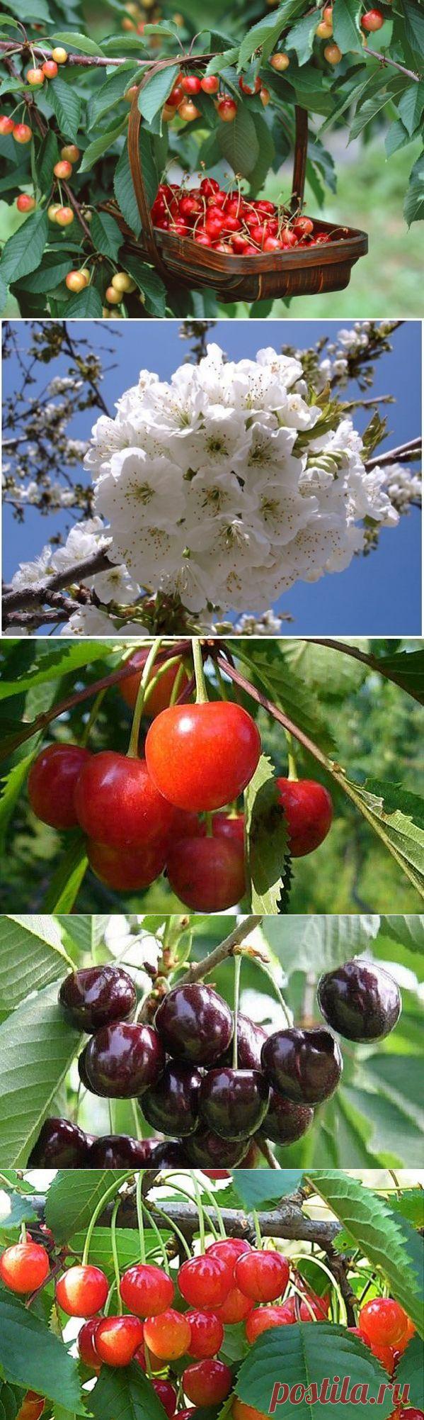 Выращивание черешни — 6 соток