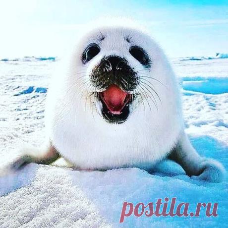 (2939) Pinterest