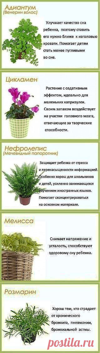 Цветы в детскую комнату
