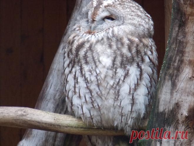 Сова.