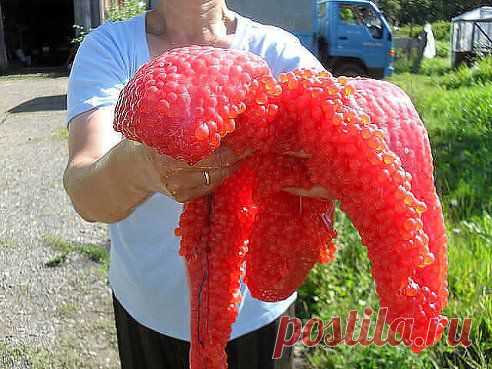 Камчатка.Икра рыбы чавыча.